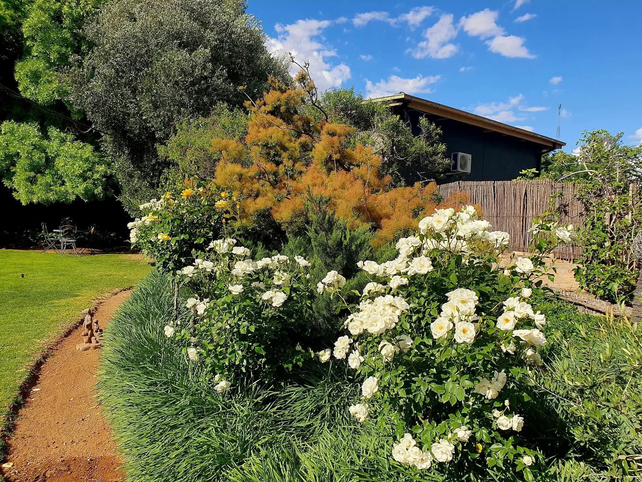 White roses blooming in the garden